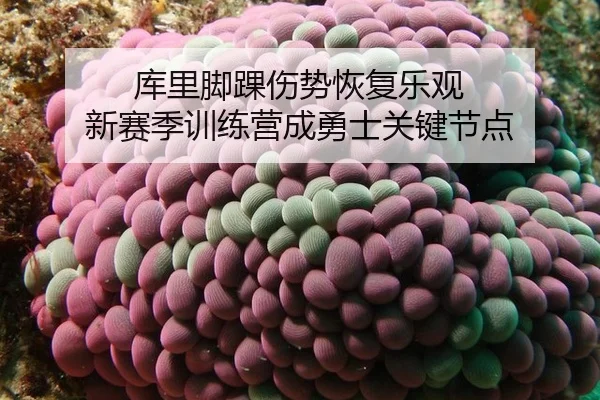 库里脚踝伤势恢复乐观 新赛季训练营成勇士关键节点